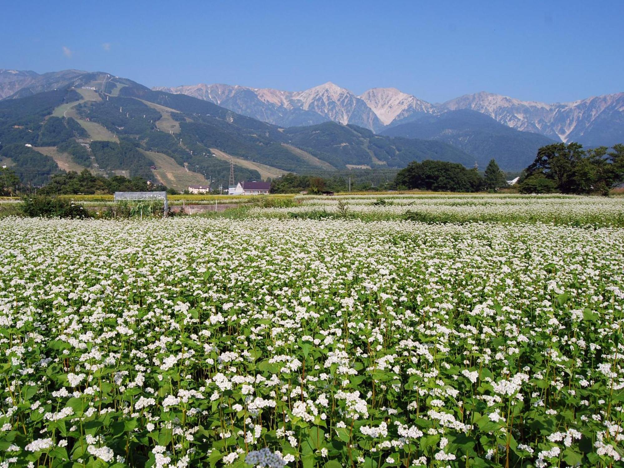 Kudo'S Lodge Hakuba Exterior photo
